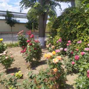 Acțiuni de salubrizare și igienizare a terenului aferent/adiacent al IET nr. 67